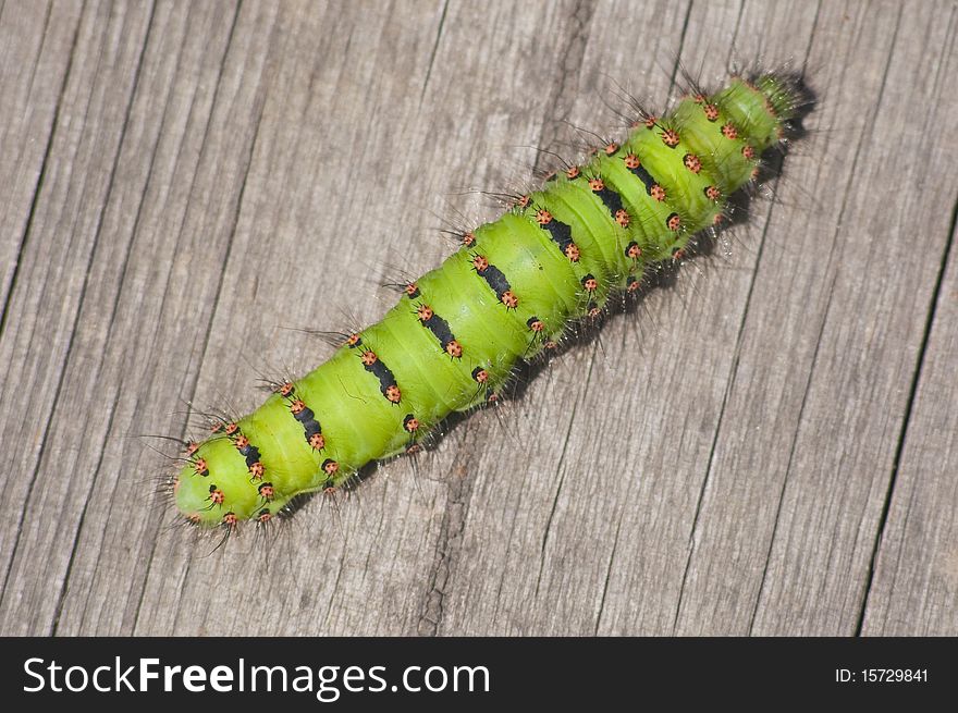 Giant green hairy caterpillar with orange spots and black stripes. Giant green hairy caterpillar with orange spots and black stripes.