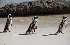 Penguins On Beach Stock Photo