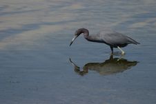 Little Blue Heron Royalty Free Stock Images