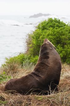 Fur Seal Royalty Free Stock Photo Fur Seal Royalty Free Stock Photo