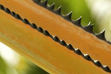 Palm Thorns Royalty Free Stock Image Palm Thorns Royalty Free Stock Image