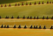 Palm Thorns Stock Image Palm Thorns Stock Image