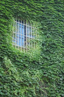 Green Ivy On The Window Royalty Free Stock Photos Green Ivy On The Window Royalty Free Stock Photos