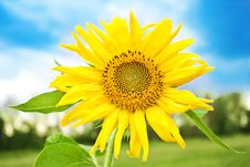 Sunflower Royalty Free Stock Images Sunflower Royalty Free Stock Images