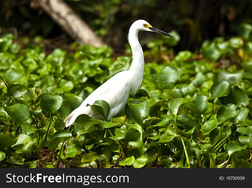 A White Egret standing in green vegetation