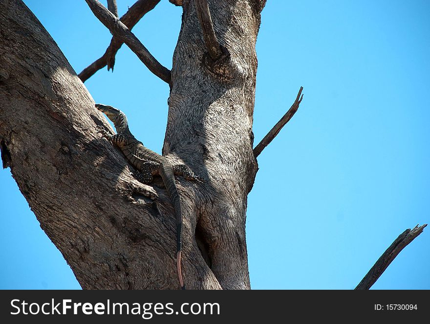 A goanna rests in a gum tree
