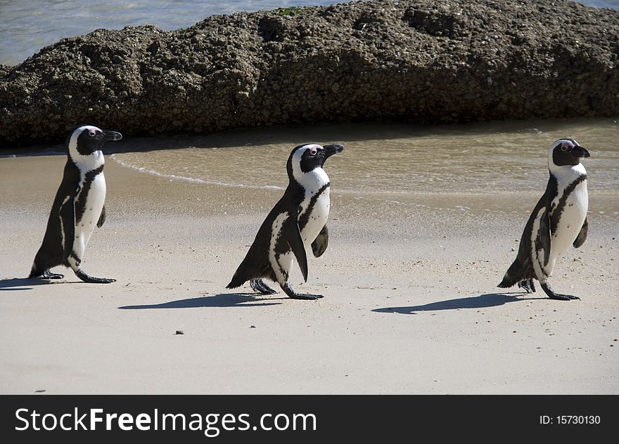Three Jackass or African penguins on Boulders Beach, South Africa. Three Jackass or African penguins on Boulders Beach, South Africa