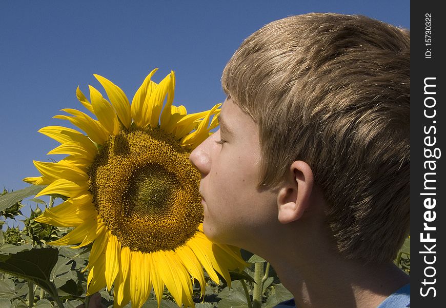 Boy and sunflower in the field sun day
