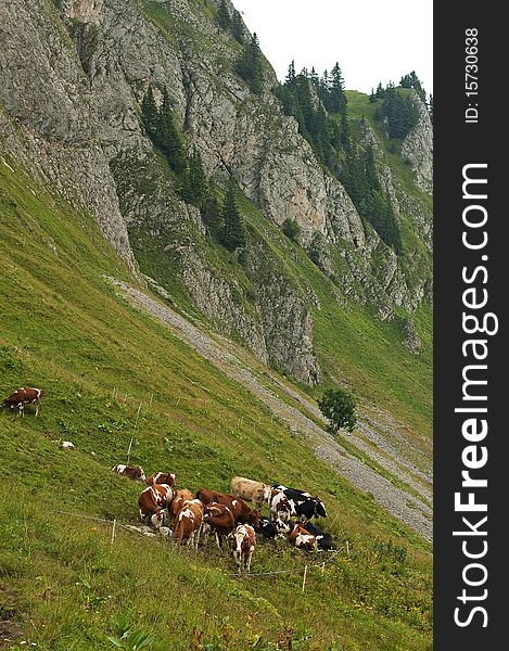 Cattle grazing in the Alpine mountains. Cattle grazing in the Alpine mountains