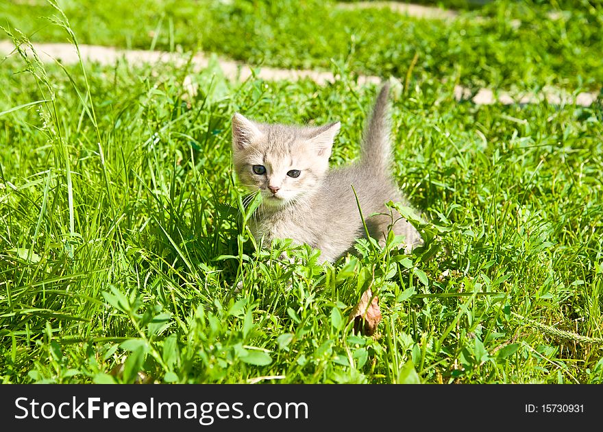 Little kitten playing on the grass close up