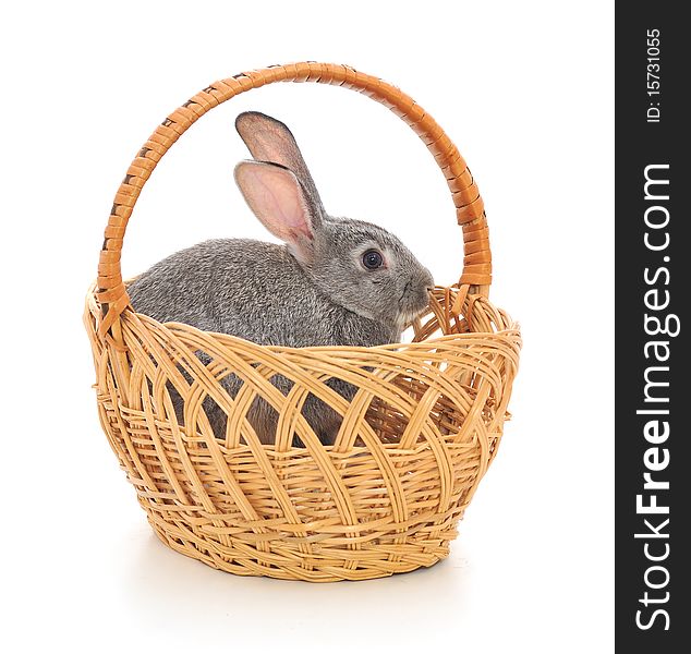 Little rabbit in a basket. Isolated on white.