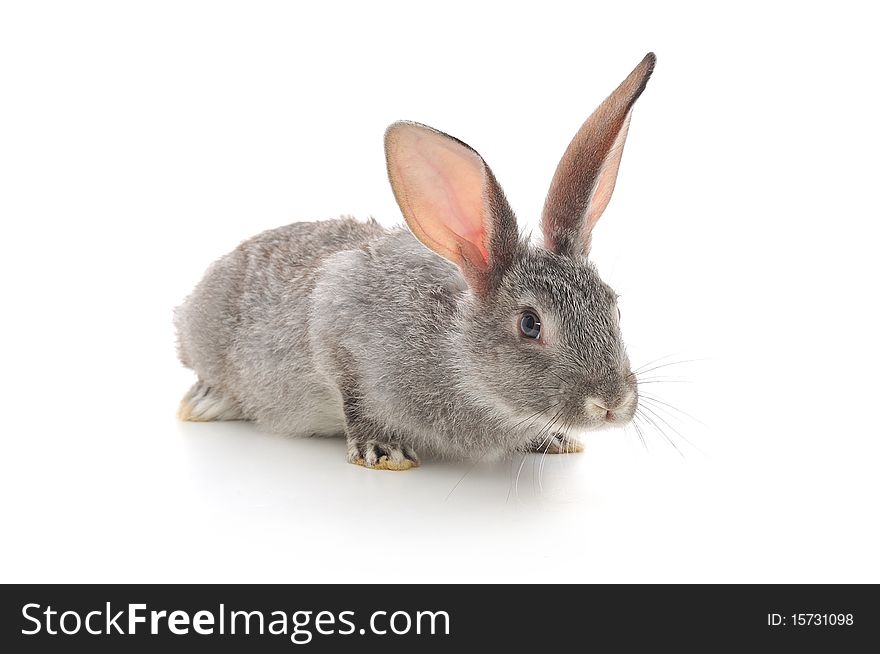 Isolated image of a gray bunny rabbit. Isolated image of a gray bunny rabbit.
