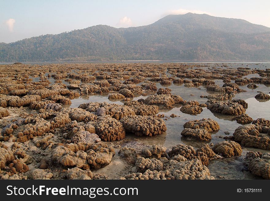 Coral in Koh lepraw , Tarutao marrine Natinal park , South of Thailand. Coral in Koh lepraw , Tarutao marrine Natinal park , South of Thailand