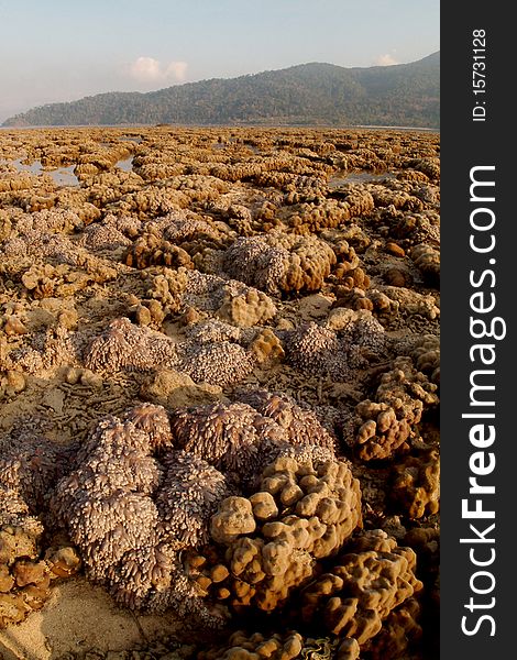 Coral In Ta Ru Tao National Park.