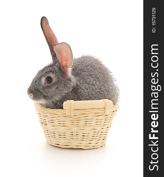 Little rabbit in a basket. Isolated on white.