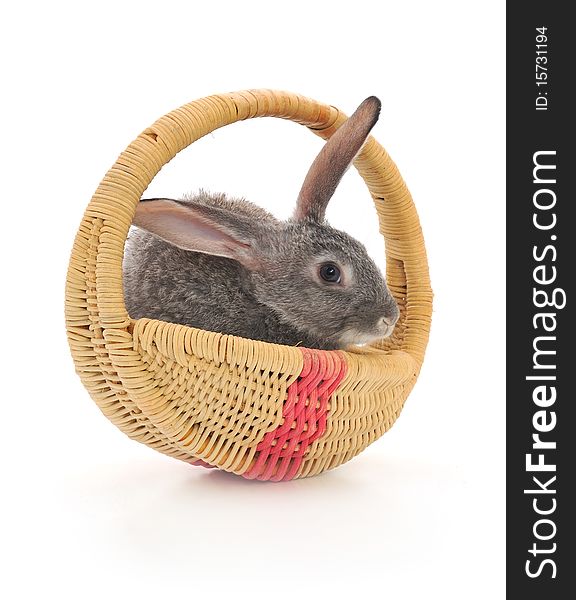 Little rabbit in a basket. Isolated on white.