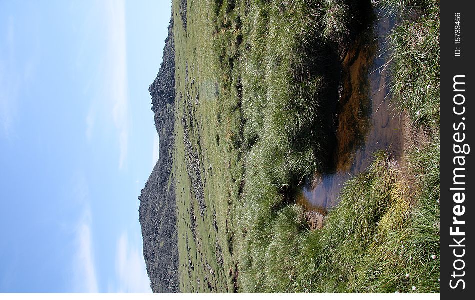 Mountain stream among the green grass on a background of rocks