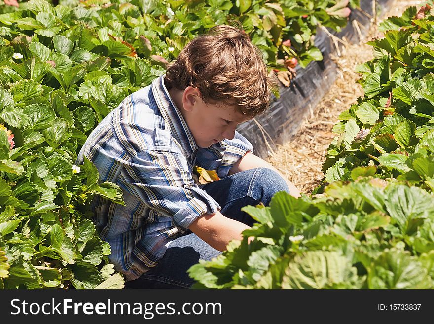 Picking Strawberries