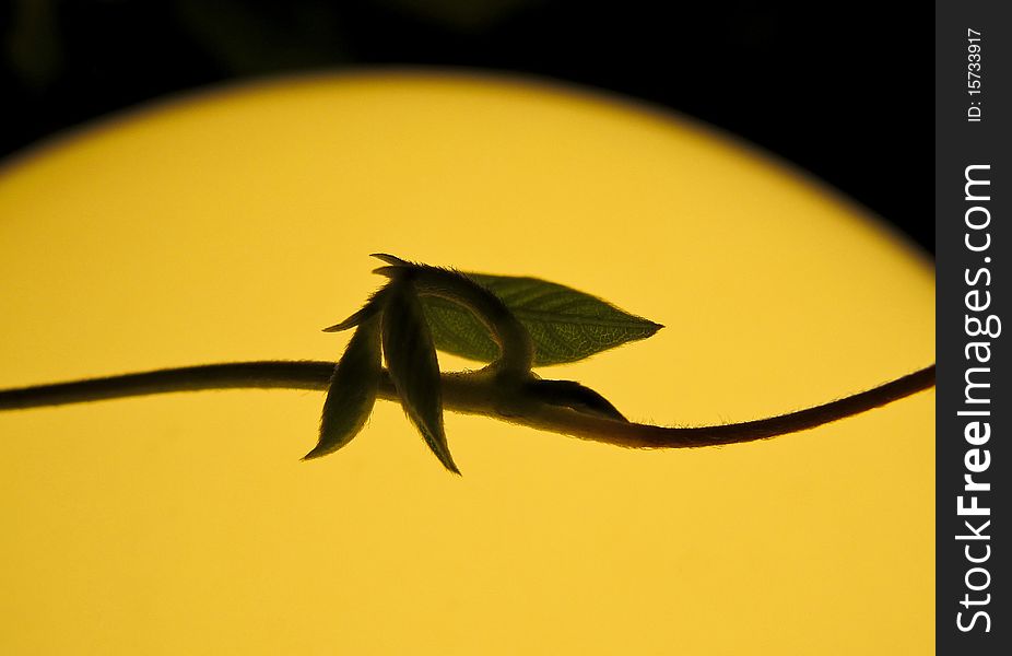 Bud leaf on the light background