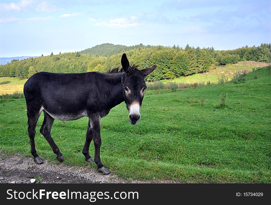 Domestic Pet - Donkey sitting near a road and watching in the camera