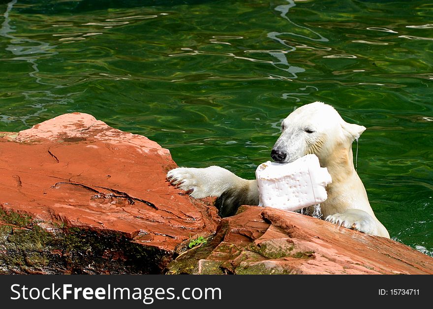 Polar Bear Goes Ashore With Prey
