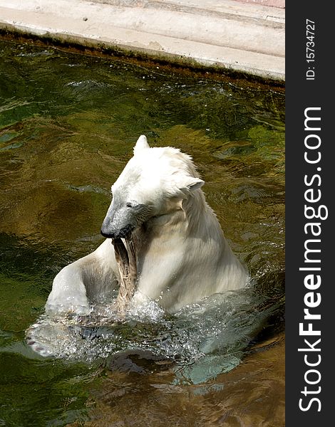 Polar bear goes ashore with prey