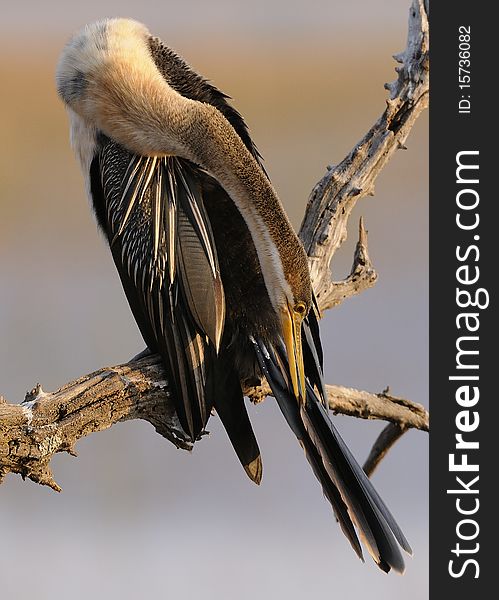 A Darter sitting on a branch