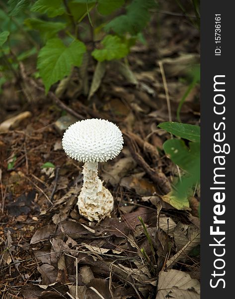 Korean mountain chilgapsan poisonous mushroom