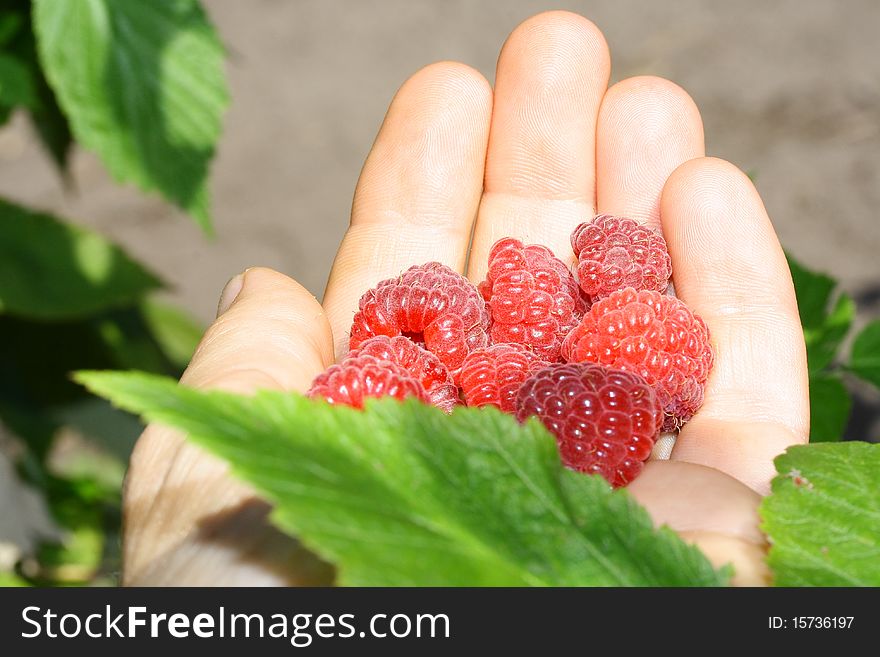 A handful of ripe red raspberries in hand. A handful of ripe red raspberries in hand
