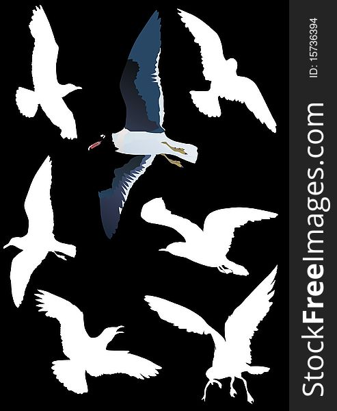 Illustration with gulls collection on black