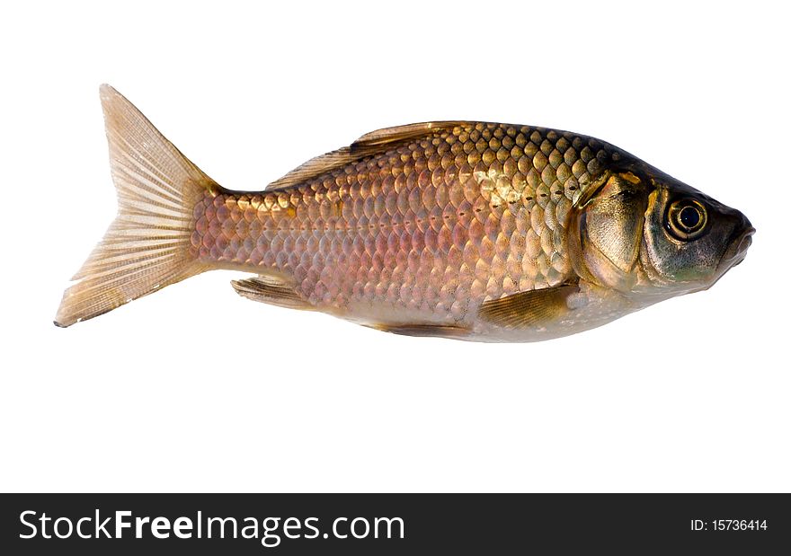 The crucian carp isolated on white background. The crucian carp isolated on white background