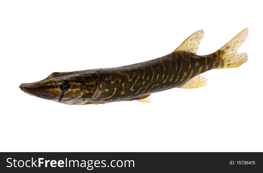 The small pike isolated on white background. The small pike isolated on white background