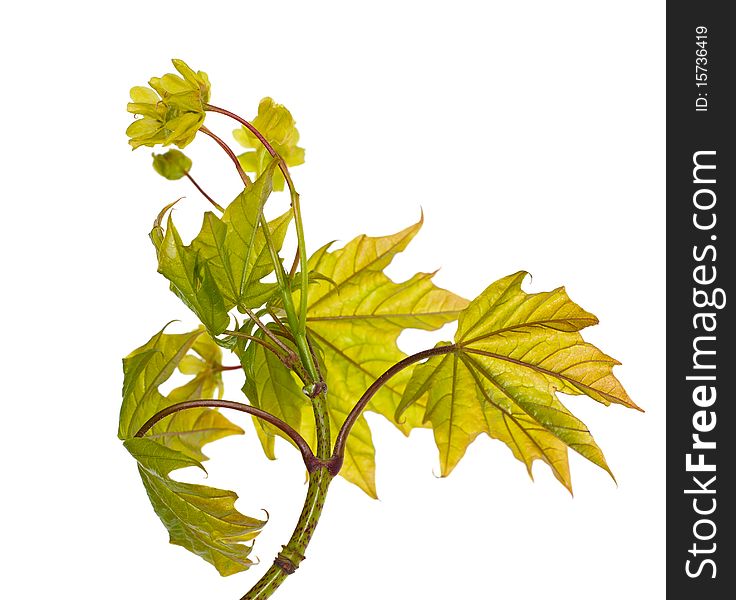 Maple branch with flowers isolated on white background. Maple branch with flowers isolated on white background