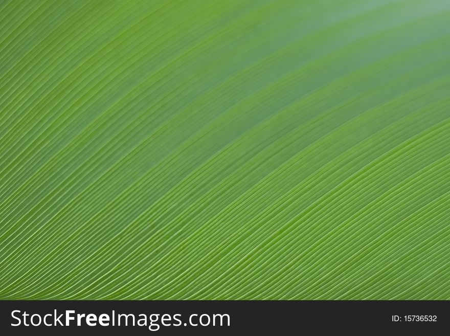 Detail of Green Banana Leaf Background