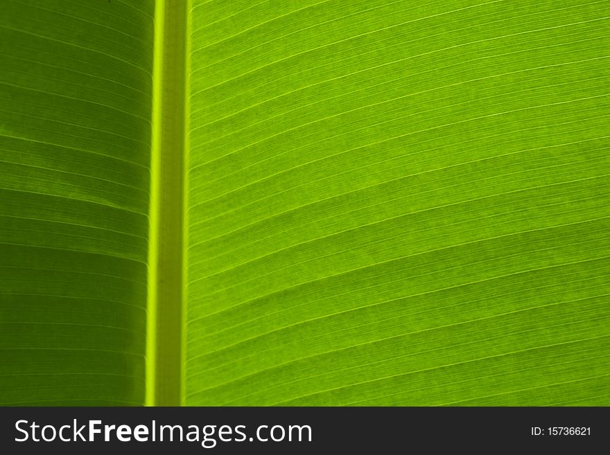 Detail of Green Banana Leaf Background