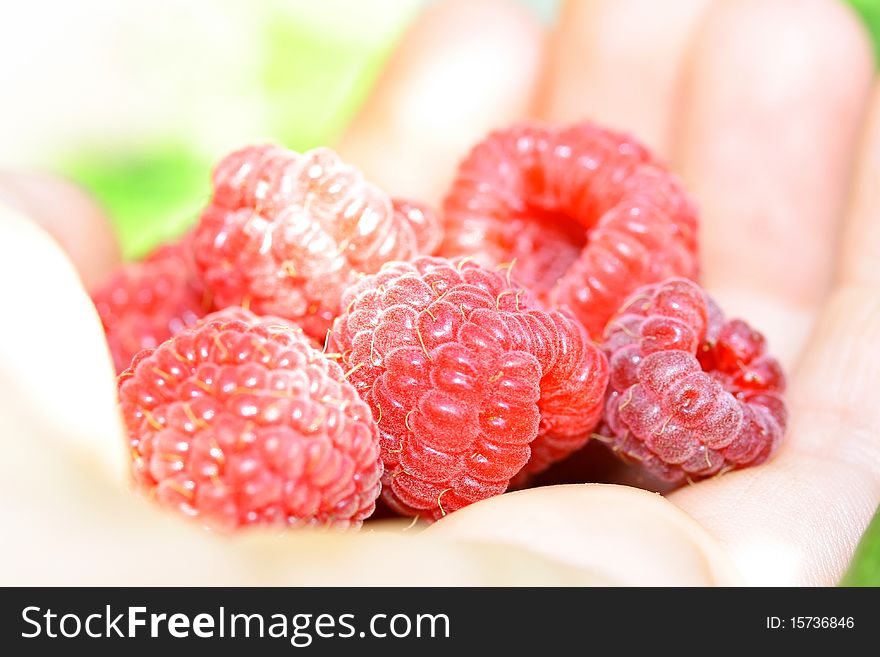 Handful Of Raspberries