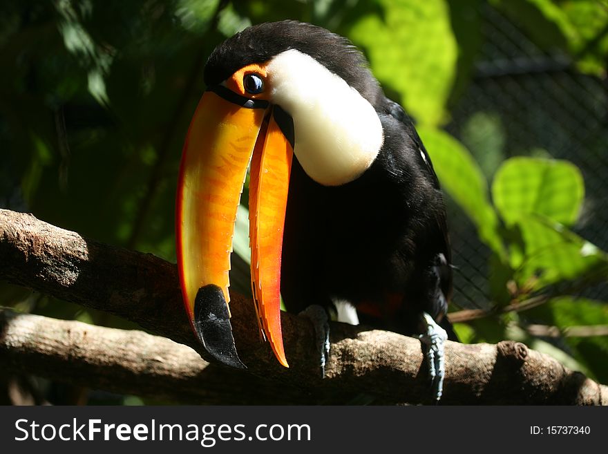 Toucan sitting on a tree branch. Toucan sitting on a tree branch