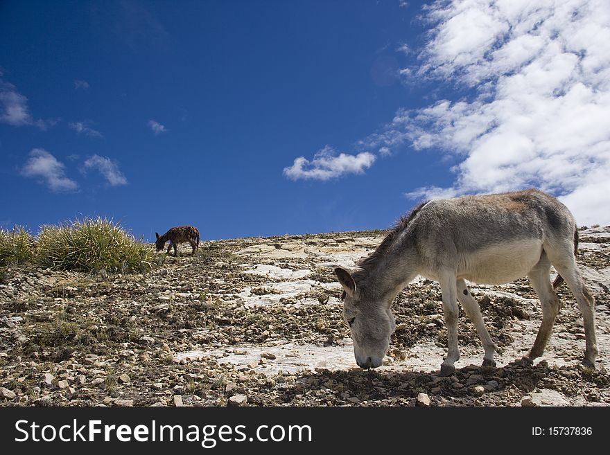 Donkeys at Island of the Sun -Isla del Sol-, Lake Titicaca, Bolivia, South America