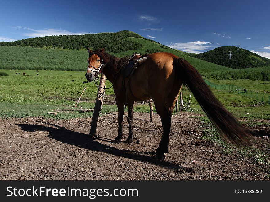 Horse with green mountain and blue sky