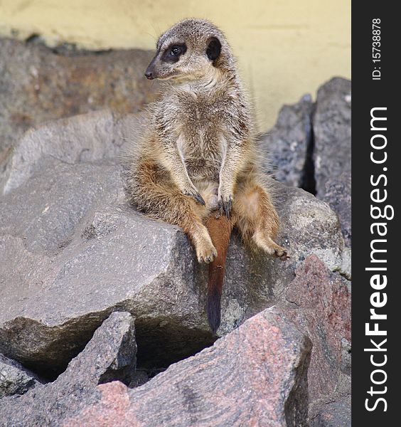 A meerkat sitting on some rocks