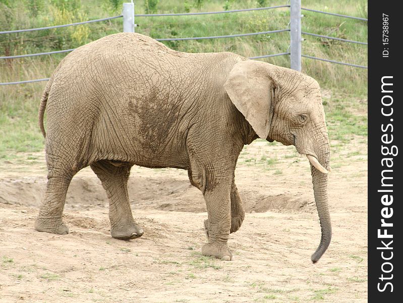 An adult elephant in a zoo