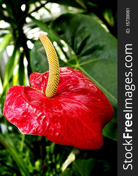 Anthurium