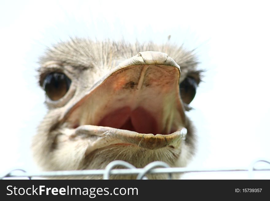 An Ostrich: Head close up