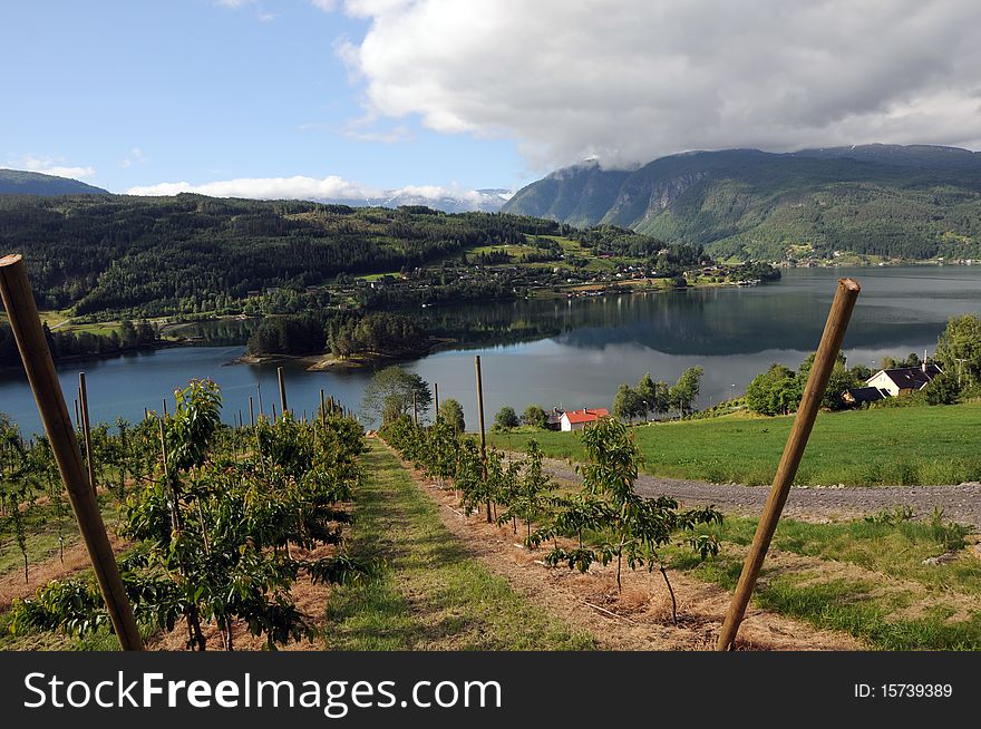 Apple orchards and farmland around Hardangerfjord, Norway