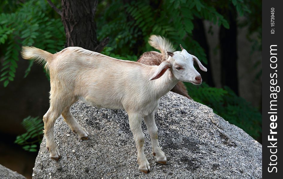 A goat baby is walking on the rocks.