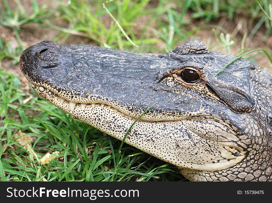 The head of a crocodile
