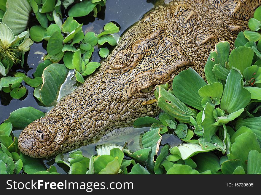 A crocodile in water with leaves on top of the water