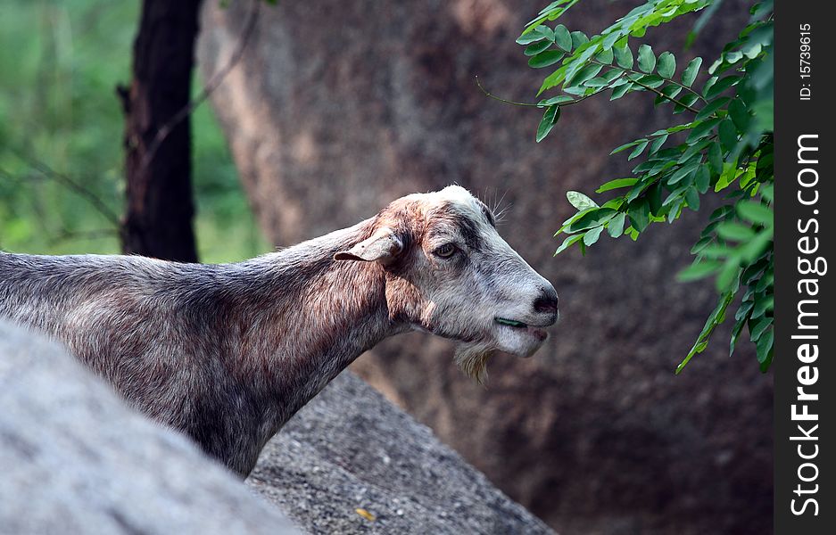 Grey goat is eating leaves.