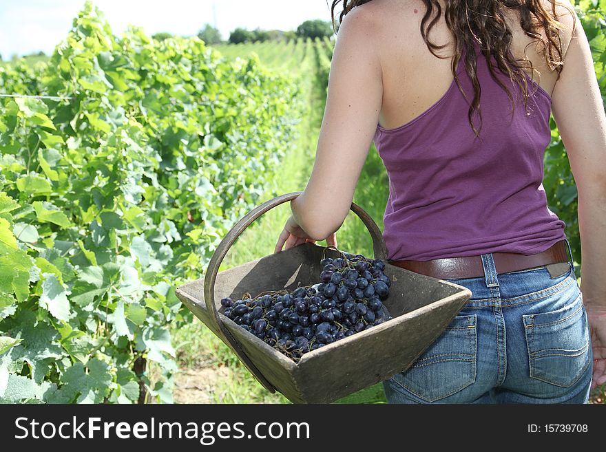 Winegrower woman standing in vine rows with basket of grapes. Winegrower woman standing in vine rows with basket of grapes