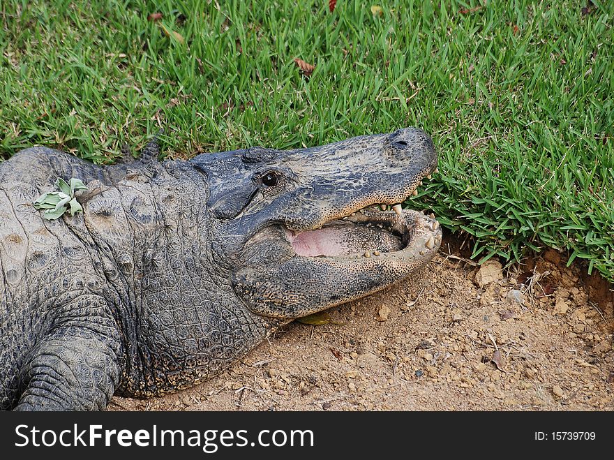 A crocodile laying on the ground